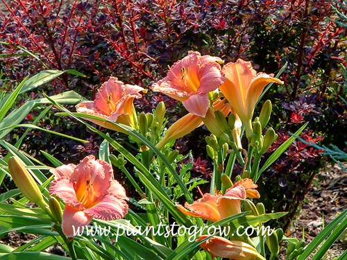 Chicago Petticoats Daylily
24